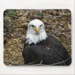 Bald Eagle mousepads