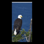 Bald Eagle on Fir Tree - Photo Card photo cards