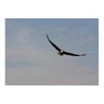 Bald Eagle on Lake Toho