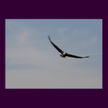 Bald Eagle on Lake Toho