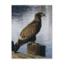 Bald Eagle on the Dock, Unalaska Island Postcards