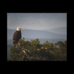 Bald Eagle on Tree Top  Wrapped Canvas canvas prints