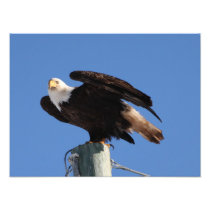 Bald Eagle on Utility Pole Photo