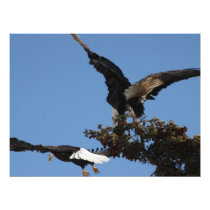 Bald Eagle Parking Problems Photo Art