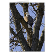Bald eagle perched in tree greeting cards