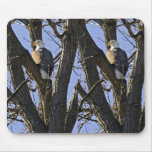 Bald eagle perched in tree mouse pad
