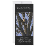 Bald eagle perched in tree rack cards
