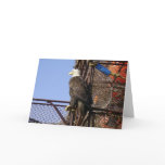 Bald Eagle Perched on Crab Pots Card