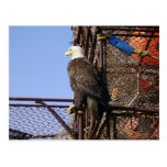 Bald Eagle Perched on Crab Pots Post Cards