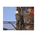 Bald Eagle Perched on Crab Pots Post Cards