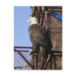Bald Eagle Perched on Crab Pots Post Card