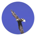 Bald Eagle performing wing-over in full flight Sticker