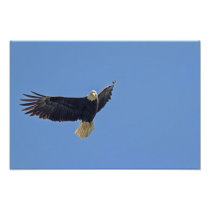 Bald Eagle Photo
