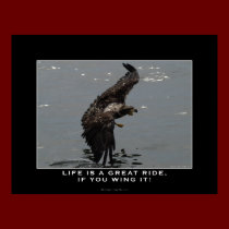 BALD EAGLE Photo Art Poster posters