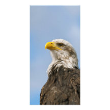 Bald Eagle Photo Cards
