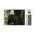 Bald Eagle Photo Postage Stamp by angela65 Bald Eagle Photo Postage Stamp