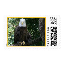 Bald Eagle Photo Postage Stamp
