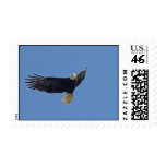 Bald Eagle Photo Postage Stamps