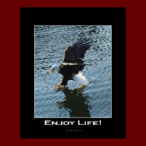 Bald Eagle Photo Poster posters