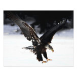 Bald Eagle Photo Print