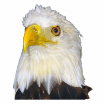 Bald Eagle Photo Sculpture photo sculptures
