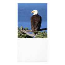 Bald Eagle photo cards