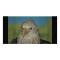 Bald Eagle Personalized Photo Card