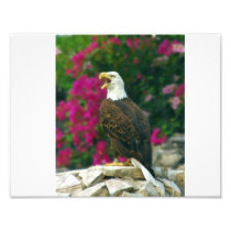 Bald Eagle Photo