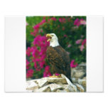 Bald Eagle photography