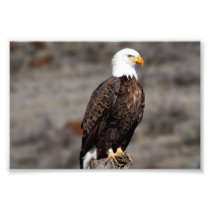 Bald Eagle Photo