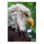 Bald Eagle Photography Greeting Card