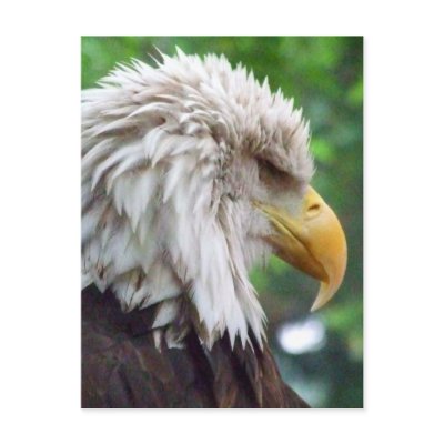 Bald Eagle Photography Postcards by ZoologicallyInclined