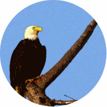 Bald Eagle photo sculptures by BisforBirds Bald Eagle photo sculptures