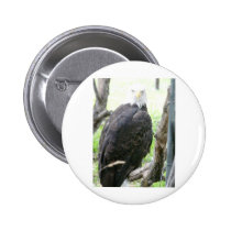 Bald Eagle buttons