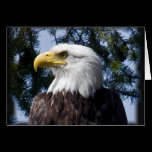 Bald Eagle Portrait - Card cards