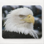 Bald Eagle Portrait Photo Mousepads