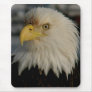 Bald Eagle Portrait Photo Mouse Pad