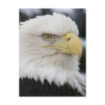 Bald Eagle Portrait Photo Post Card