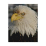 Bald Eagle Portrait Photo Postcards
