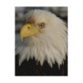 Bald Eagle Portrait Photo Postcards