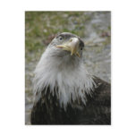 Bald Eagle Portrait, Young Adult Post Card