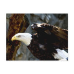 Bald Eagle Pose Postcard