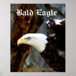 Bald Eagle Pose Poster