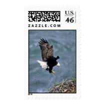 Bald Eagle Stamp