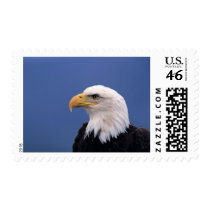Bald Eagle postage by photoinspiration Bald Eagle postage