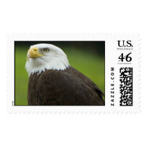 Bald Eagle postage by wayazo Bald Eagle postage