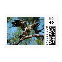 Bald Eagle Postage postage
