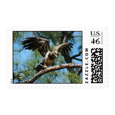 Bald Eagle Postage by LaVellaK