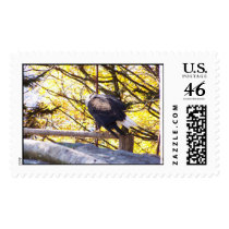 bald eagle postage by mark59956 bald eagle postage