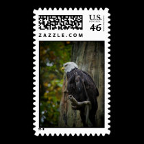 Bald Eagle postage postage